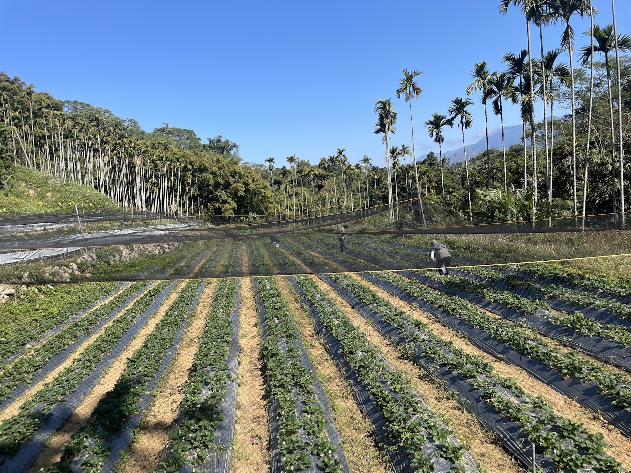 楊先生的草莓園 — wide shot