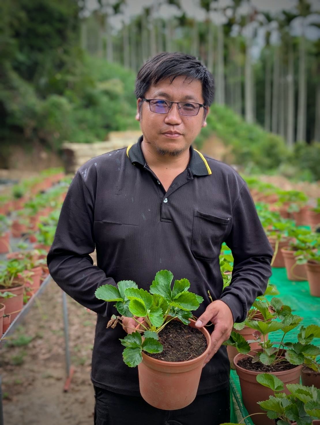Mr. Yang · Shi Jian Strawberry